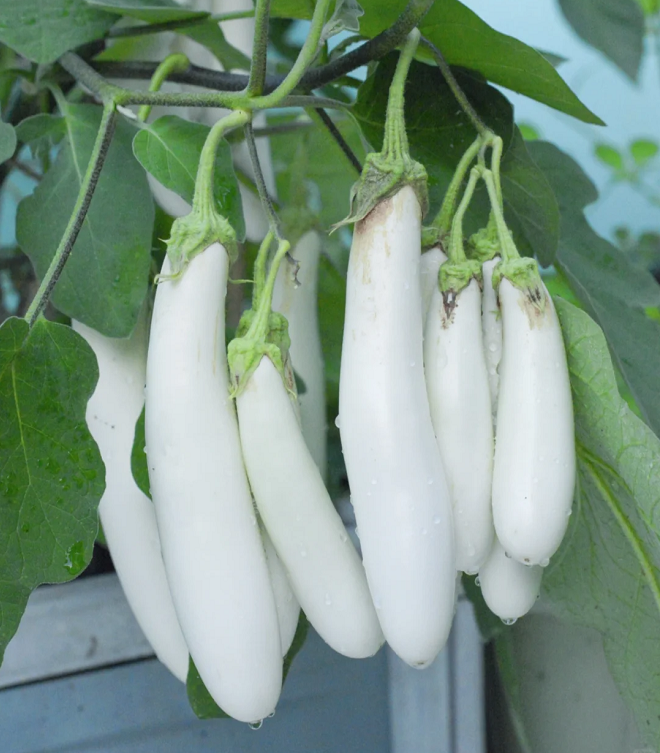 Creamy White Eggplant Seeds