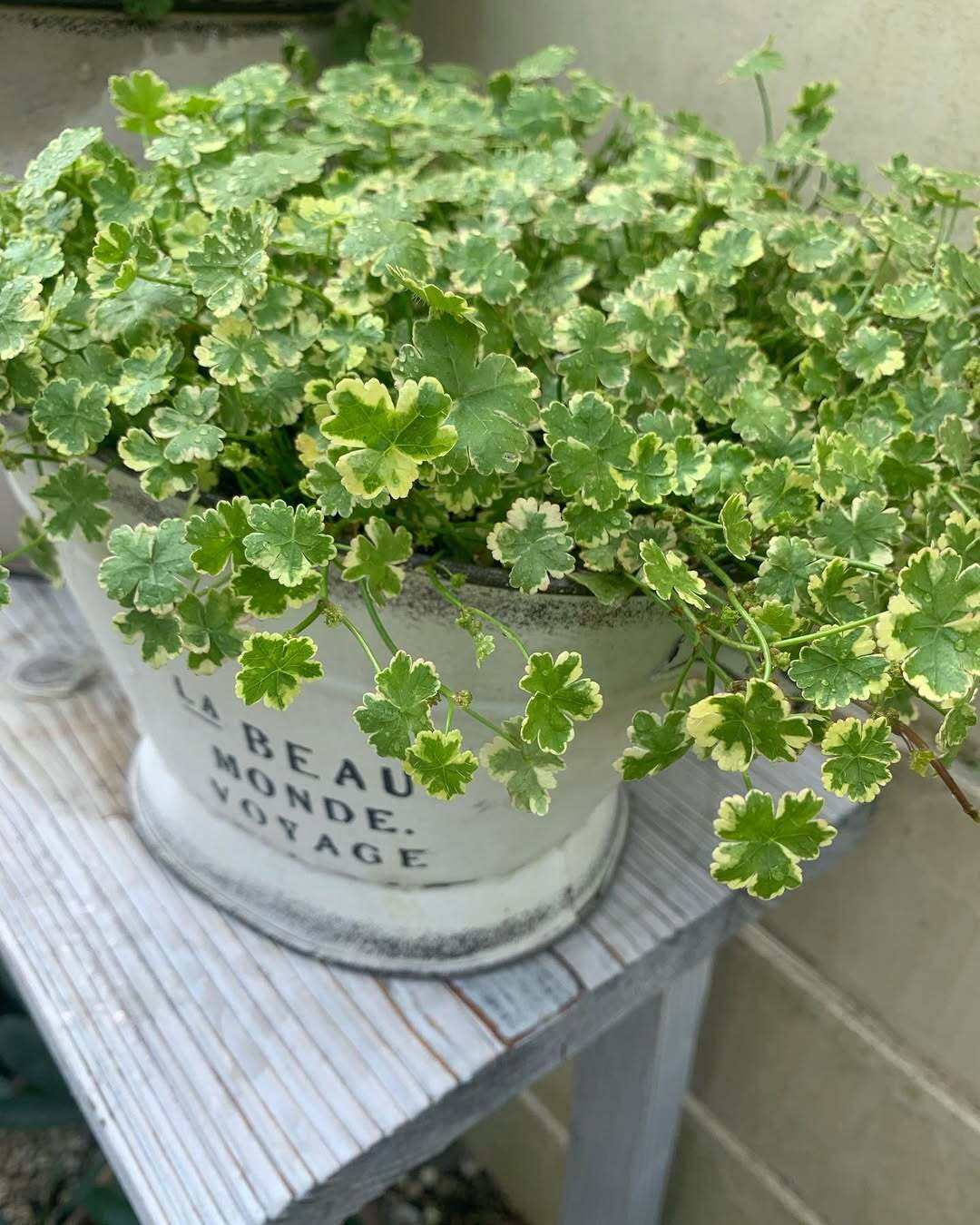 Coriander leaf 'Crystal Candy'