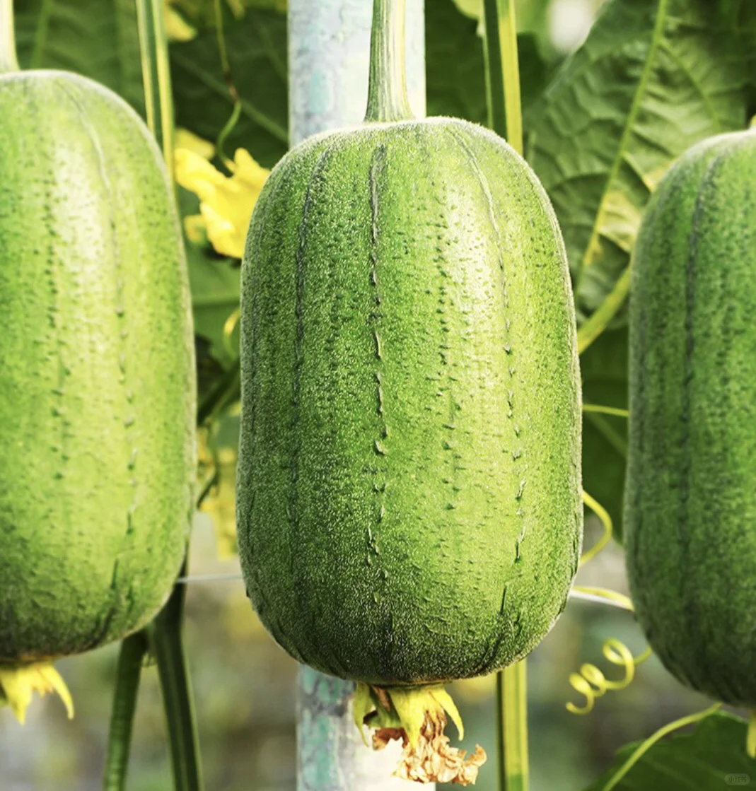 Apple Luffa Seeds