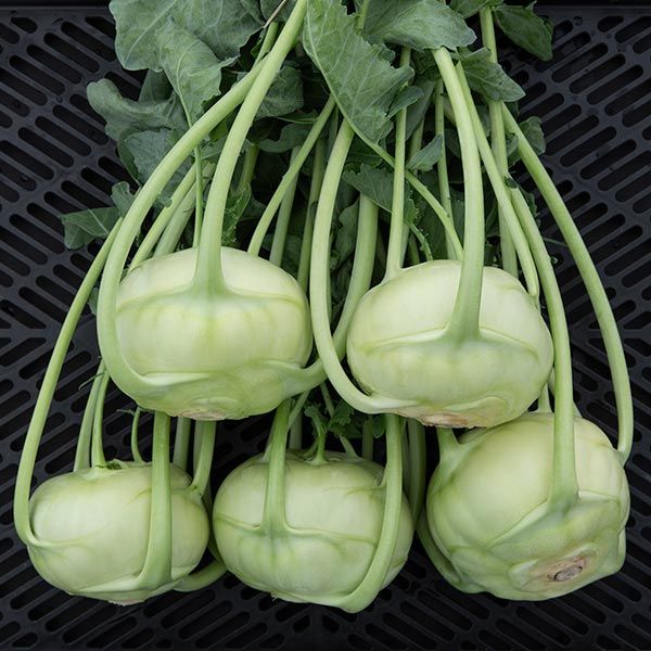 Kohlrabi Seeds