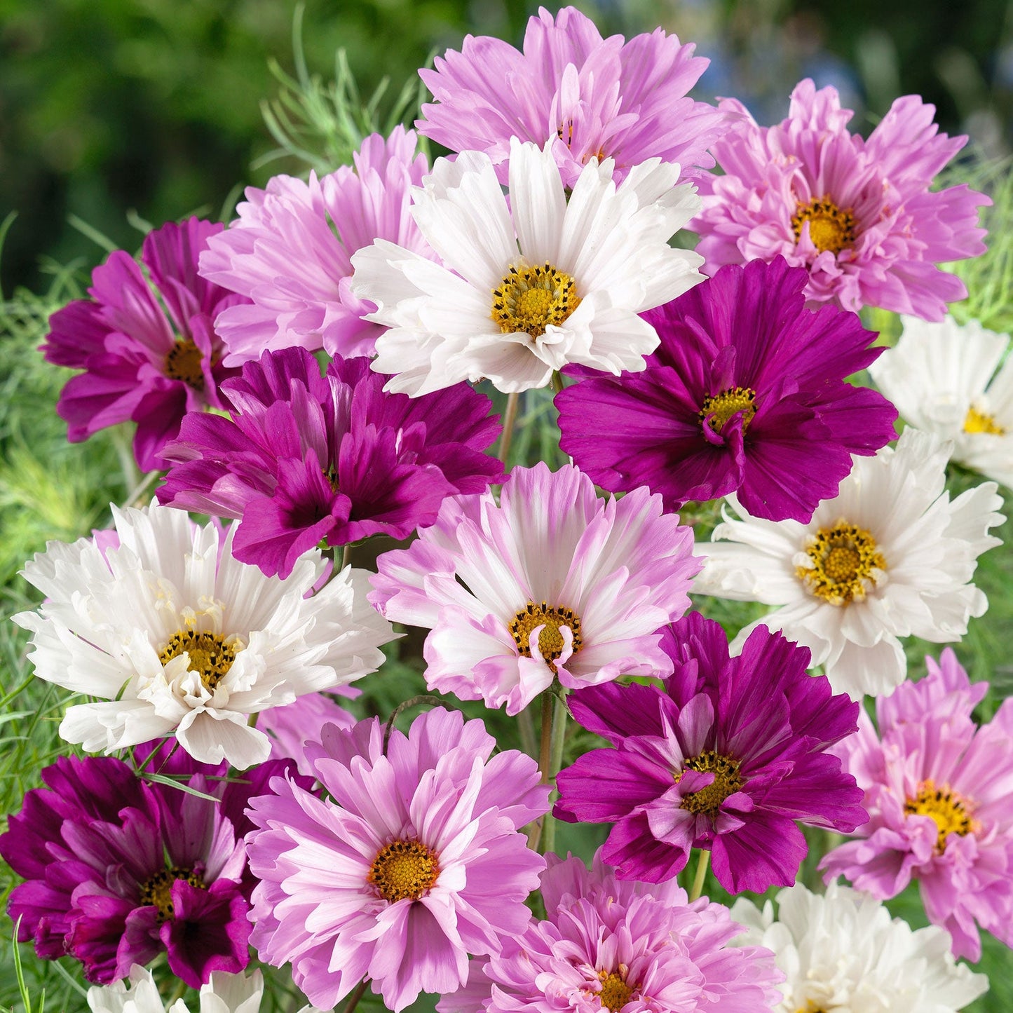 🌸Double Cosmos Seeds-Flower of Happiness