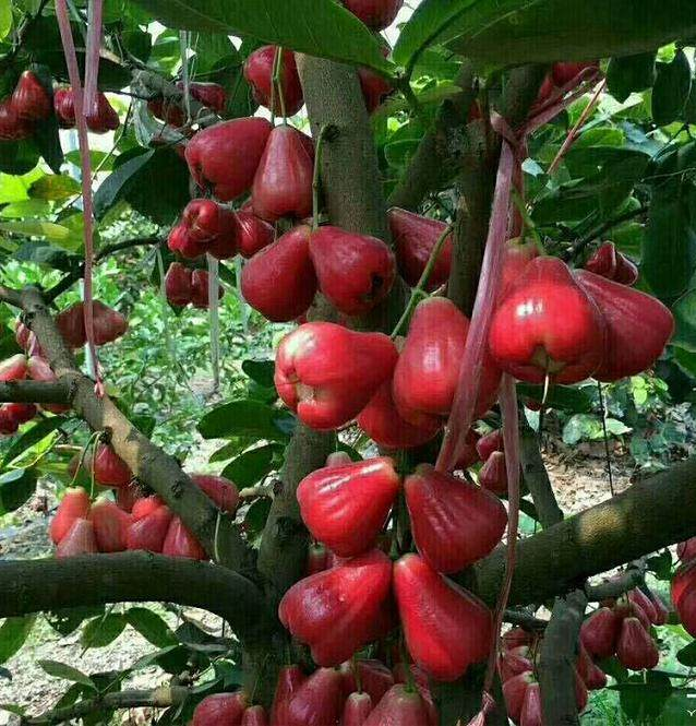 Wax-apple Fruit Seeds🍹