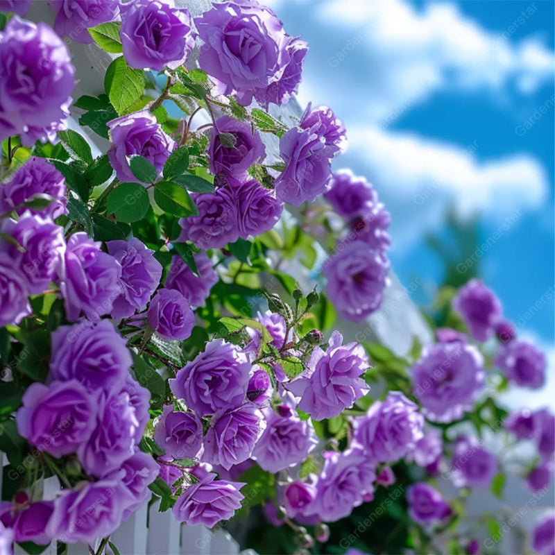 Climbing Plants Mix Seeds