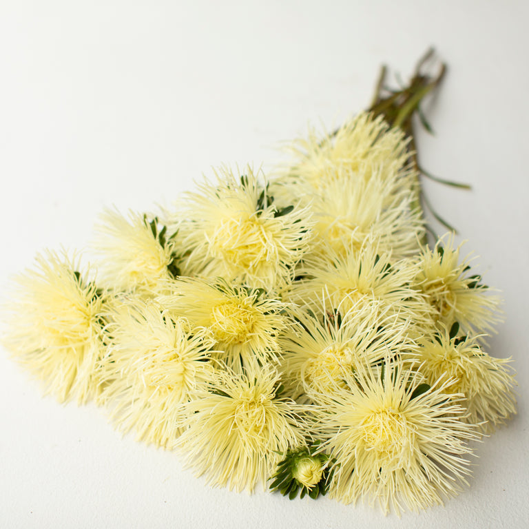 China Aster Valkyrie Yellow