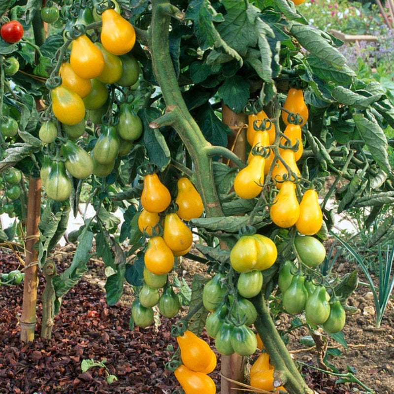 🔥50% off🔥-Yellow Pear Tomato Seeds