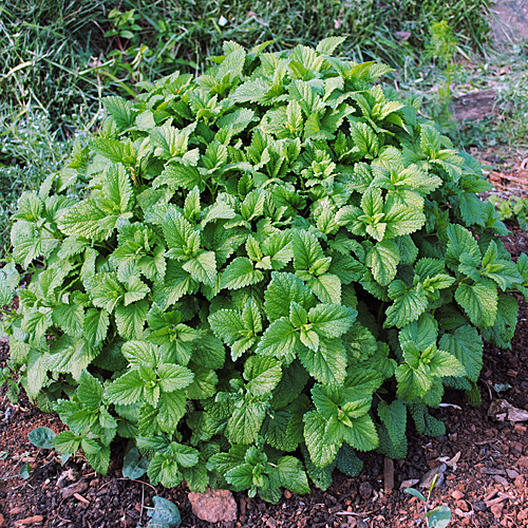 Lemon Balm Seeds