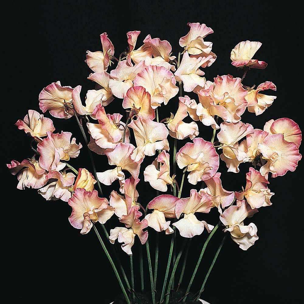 Mollie Rilestone Sweet Pea Seeds