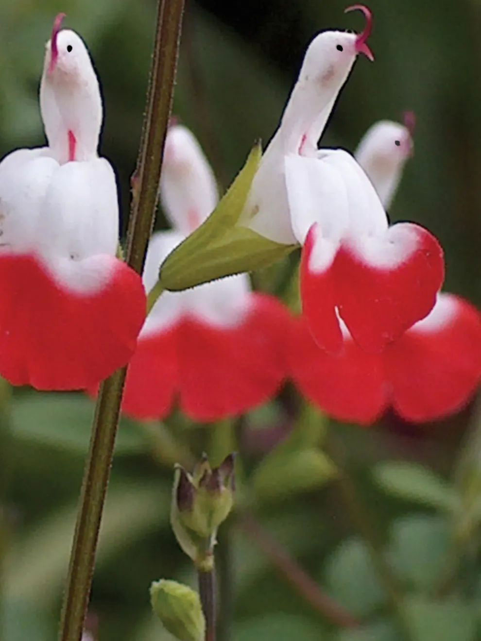 Salvia microphylla 'Hot Lips'