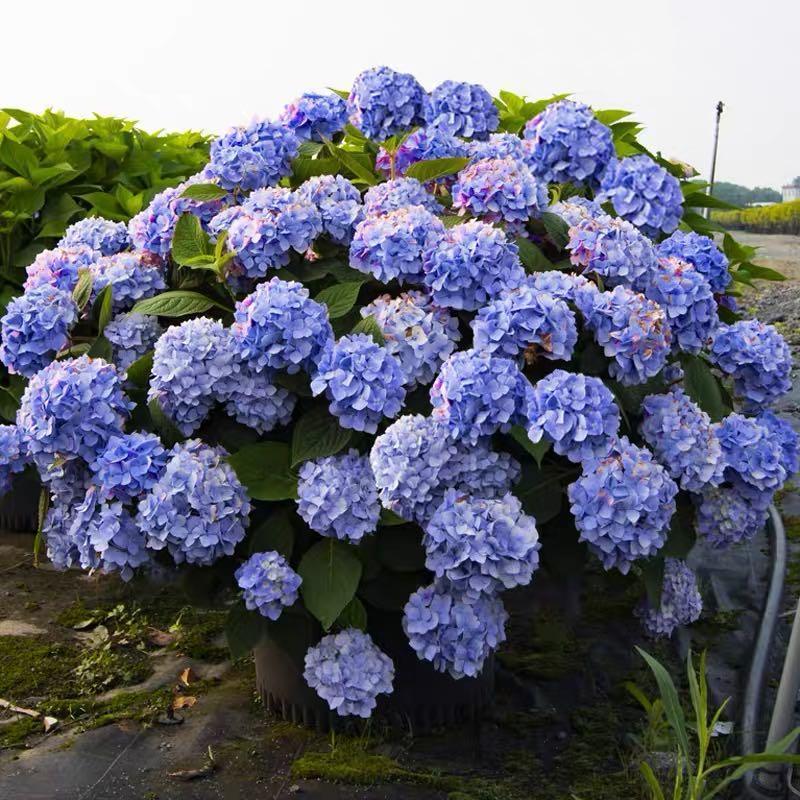 Hydrangea Seed: Unlock Nature's Beauty
