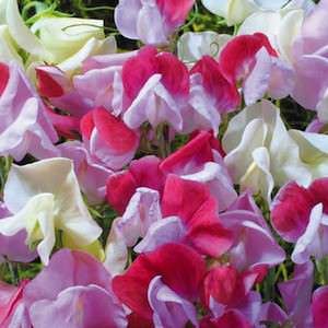 Strawberry Sundae Sweet Pea Seeds