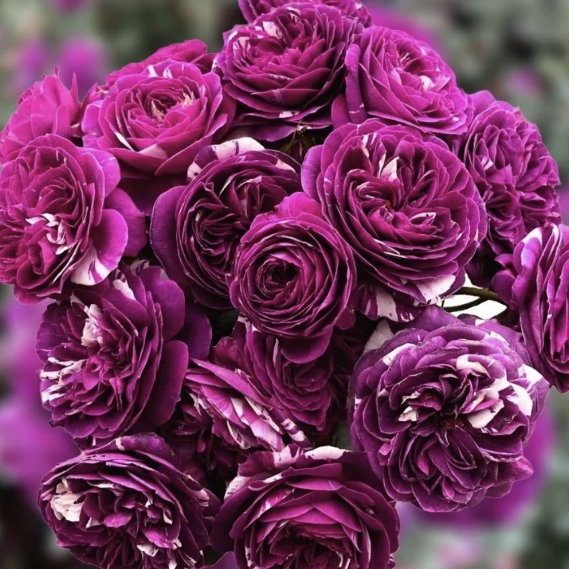 Rose Scented Jewel