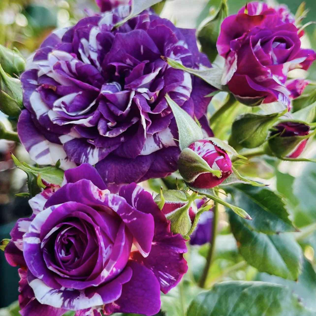Rose Scented Jewel