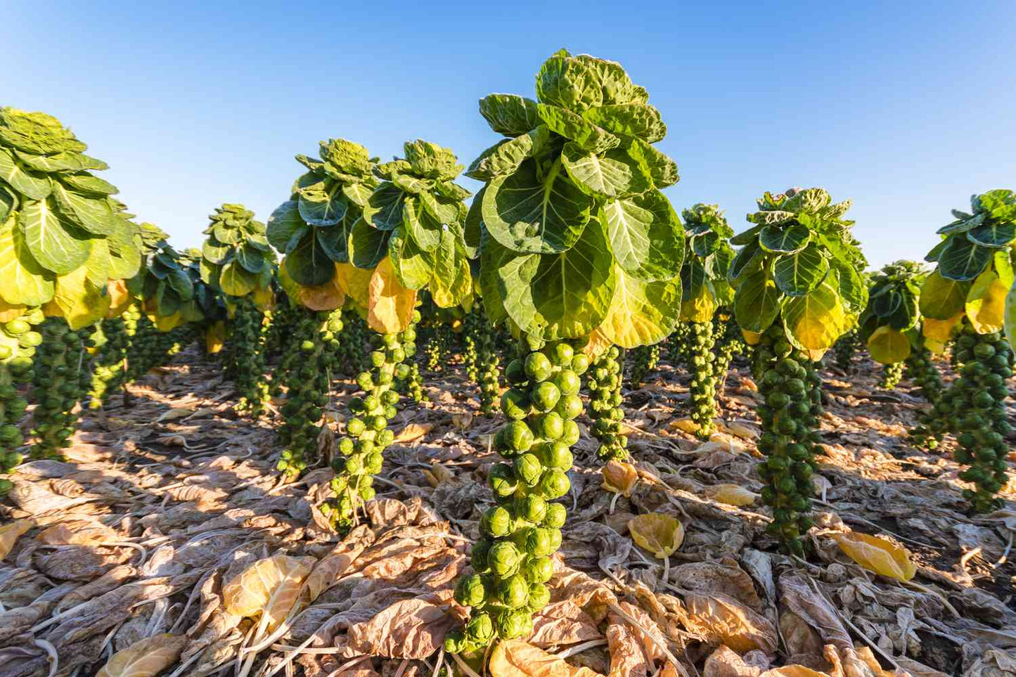 Brussels Sprouts Seeds