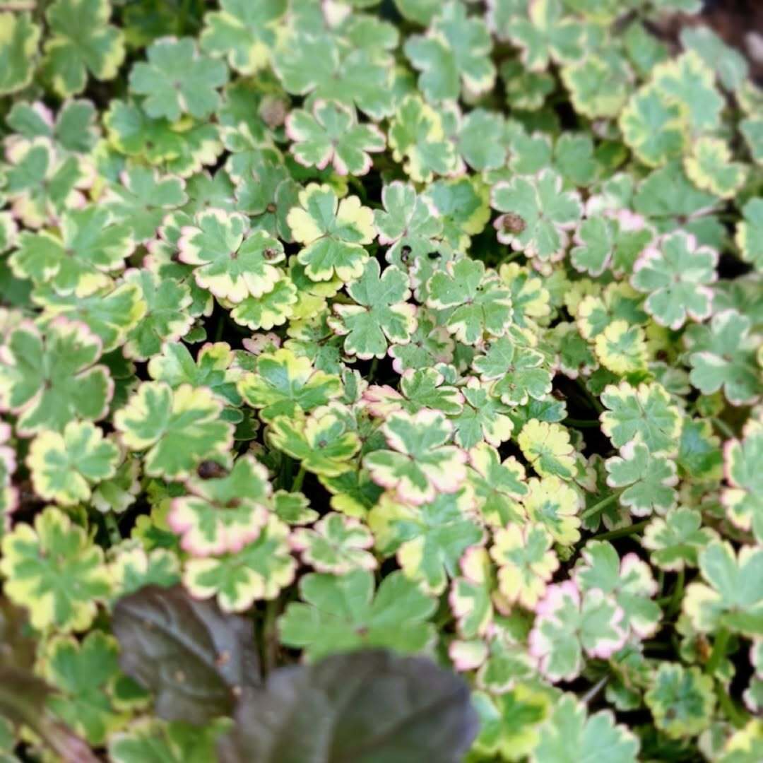 Coriander leaf 'Crystal Candy'