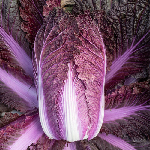 Merlot (F1) Chinese Cabbage Seed