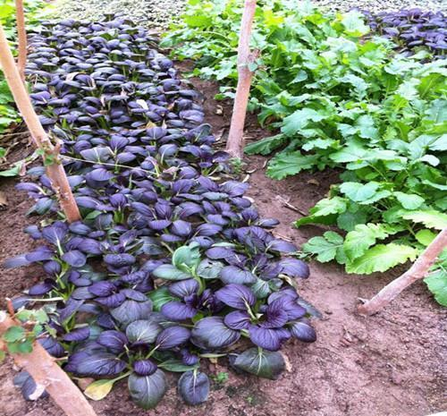 Purple Rapeseed Vegetable Seeds-Winter Marvel Bug Repellent