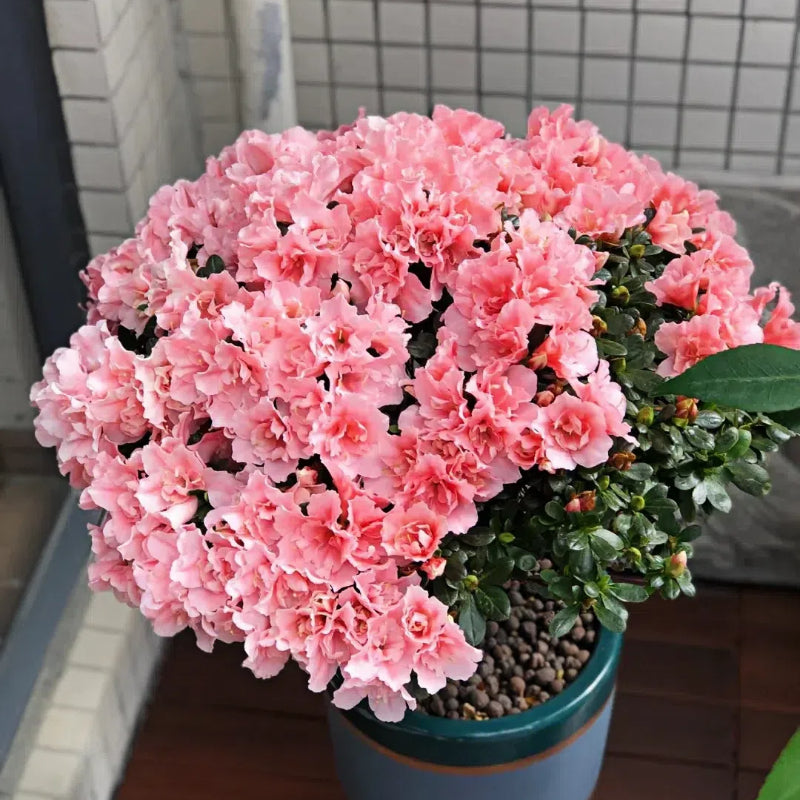 🌺Colorful Rhododendron Seeds