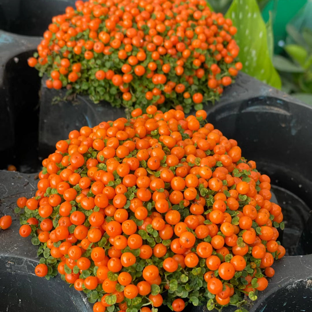 Pearl Orange Succulent Potted Plant