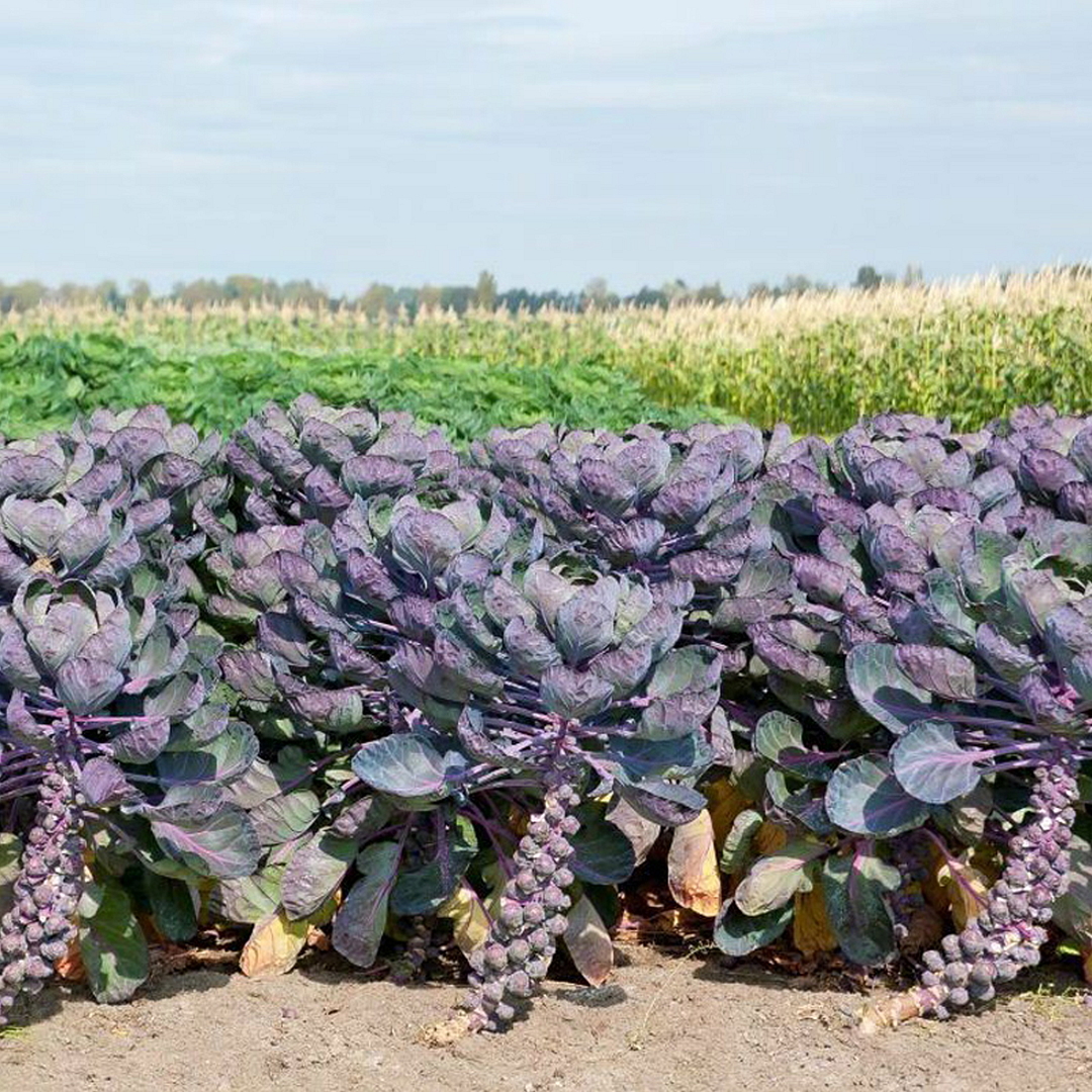 Brussels Sprouts Seeds