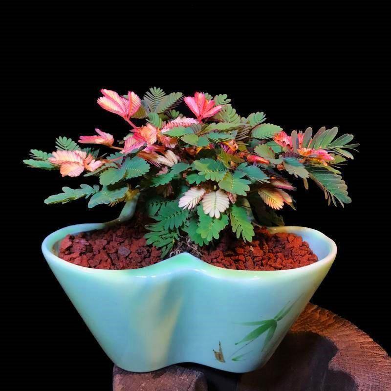COLORFUL MIMOSA SEEDS