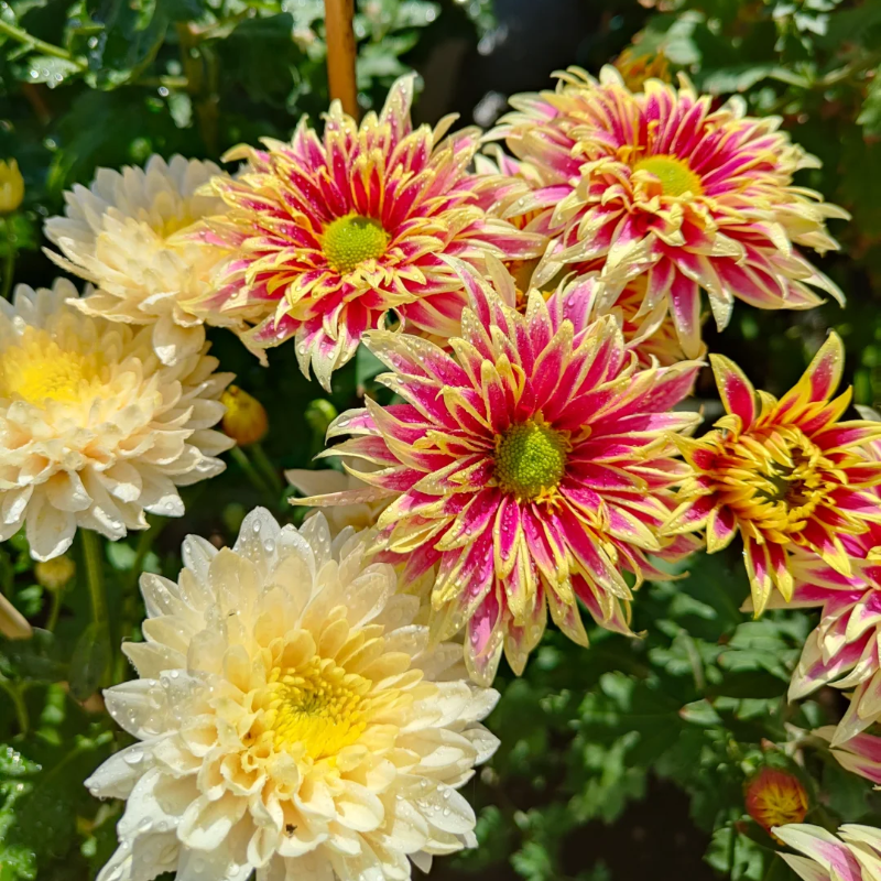 Rare Treasure Chrysanthemum Seeds