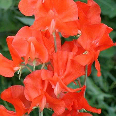 Henry Eckford Sweet Pea Seeds