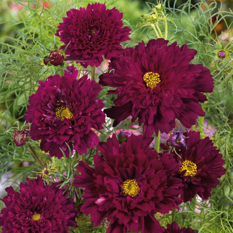 🌸Double Cosmos Seeds-Flower of Happiness