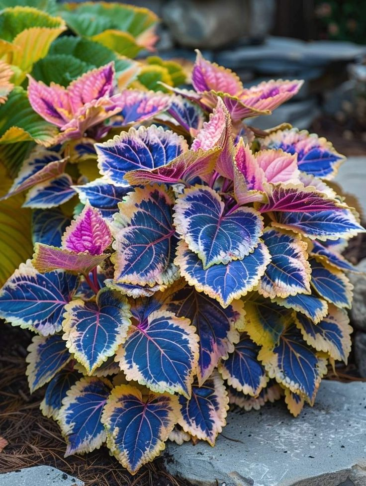 🌿Frost-Resistant Rare Color Coleus – Brighten Your Space with Unique Foliage 🌿