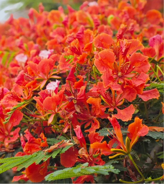 Royal Poinciana Seeds
