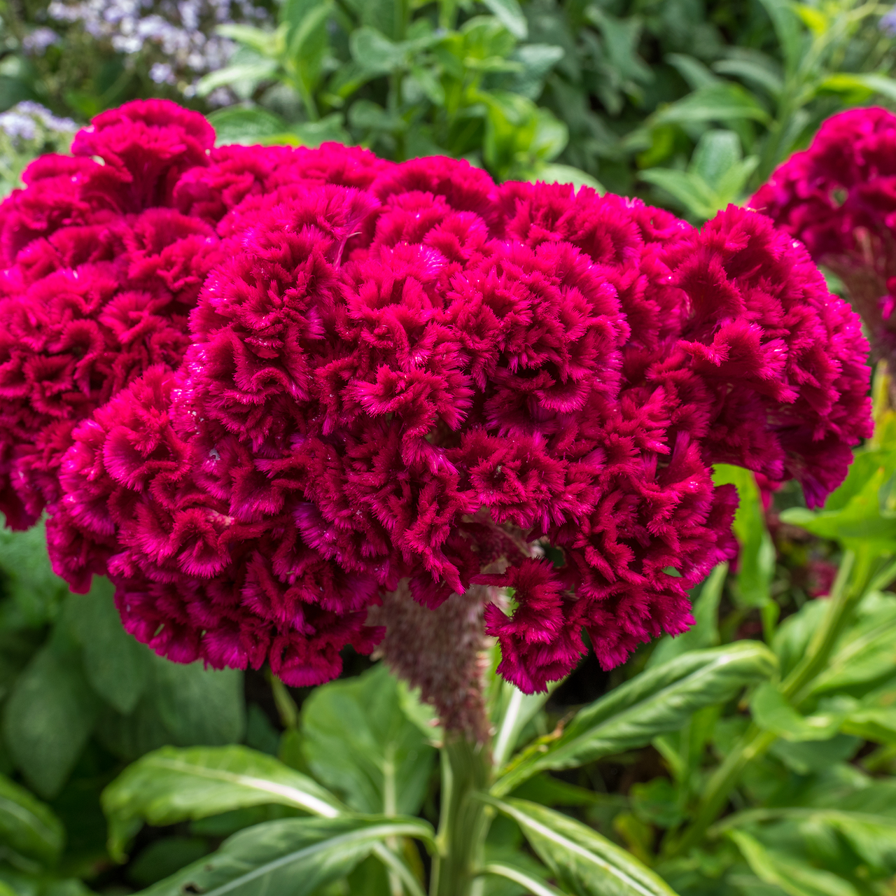 Cockscomb Celosia Seeds