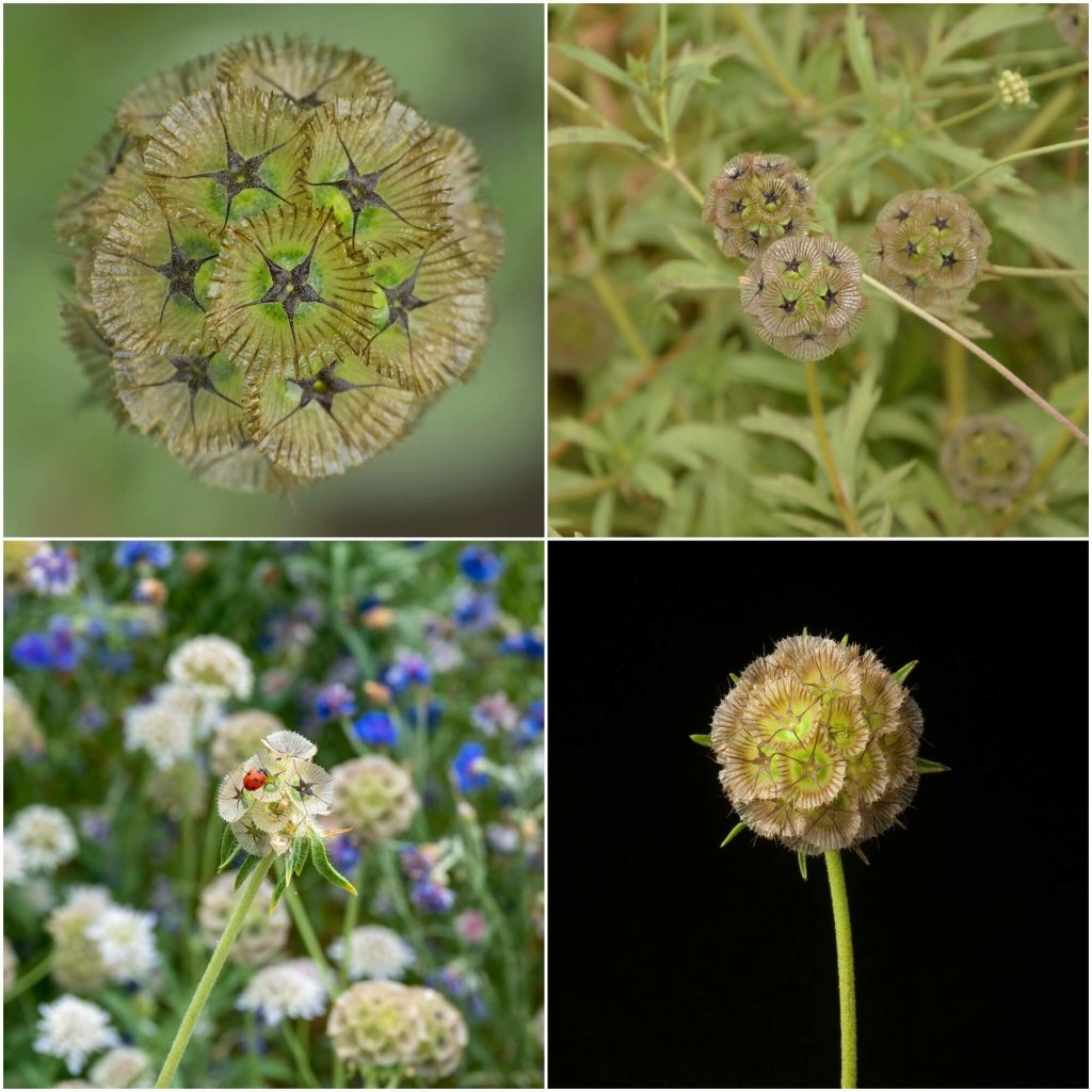 ⭐Starflower Pincushion Seeds