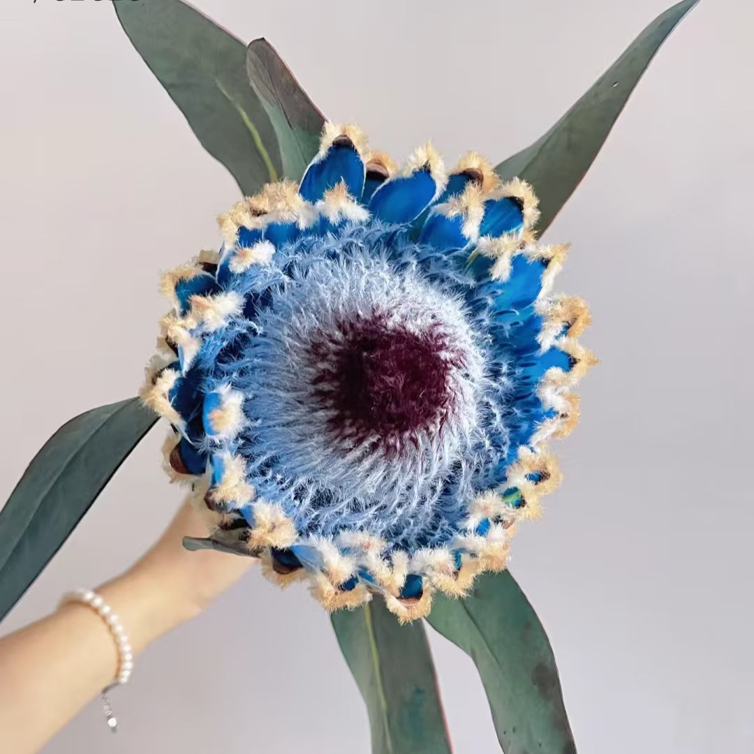 South African Princess Flower Seeds