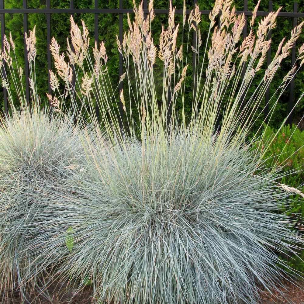 Blue Fescue Seeds