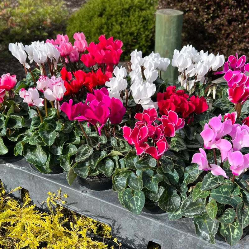 Cyclamen Flower Seeds