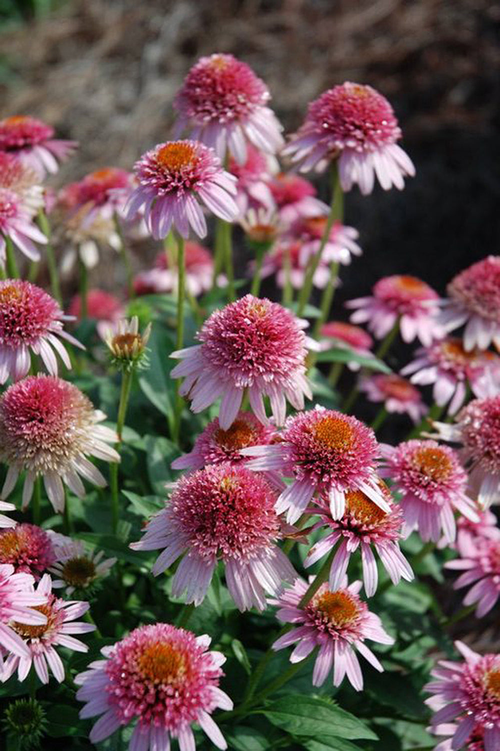Echinacea Butterfly Kisses (Coneflower)