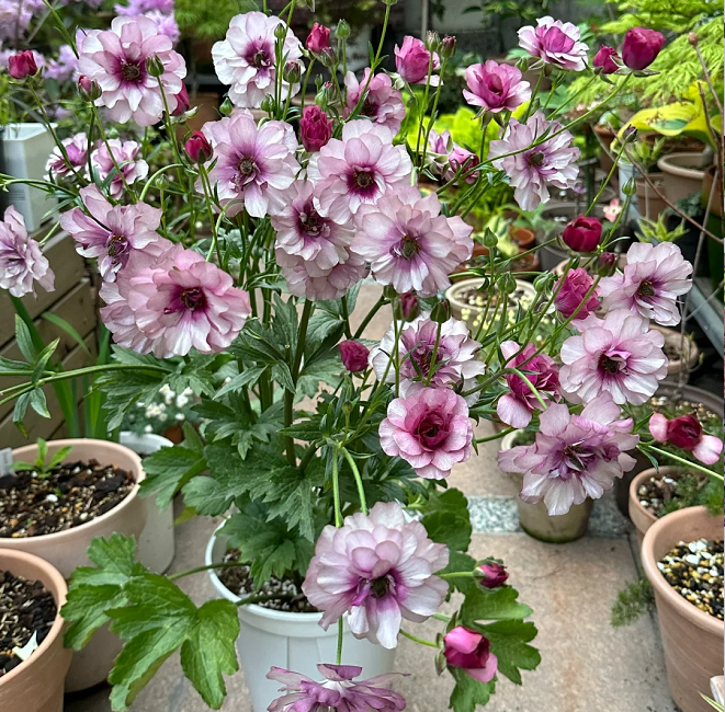 Multicolor Butterfly Ranunculus Seeds