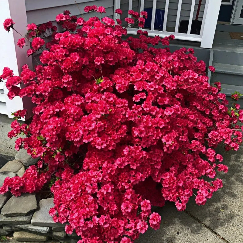 🌺Colorful Rhododendron Seeds