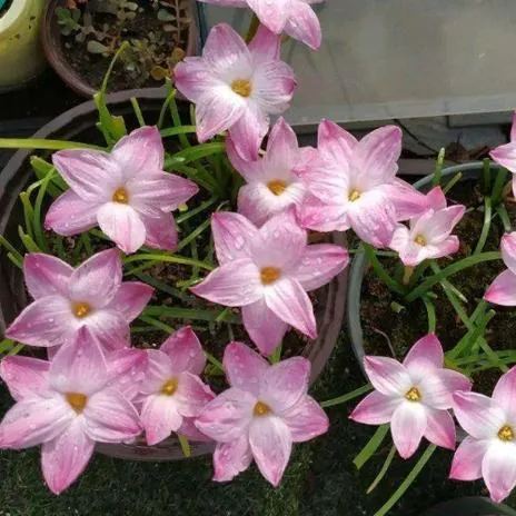 Rain Orchid Bulbs-Blooms once the next rain falls