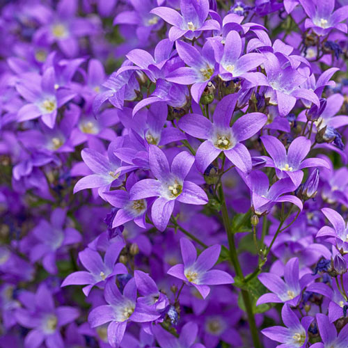 Prichards Variety Milky Bellflower