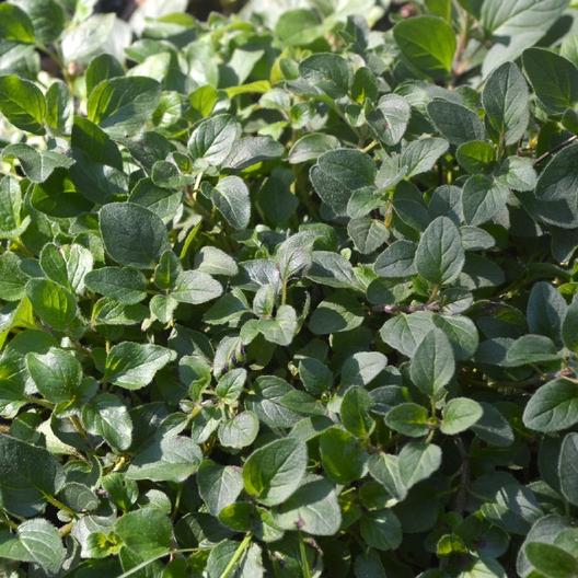 Oregano Seeds