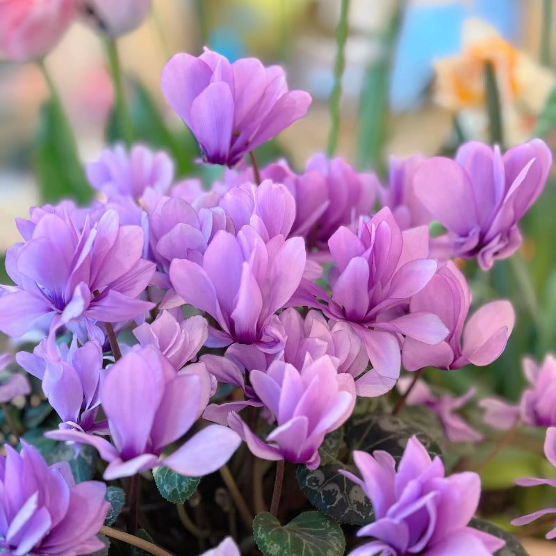 Cyclamen Flower Seeds