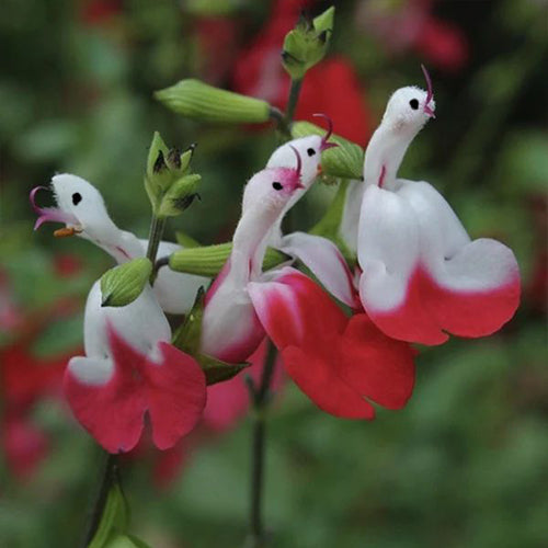 Salvia microphylla 'Hot Lips'