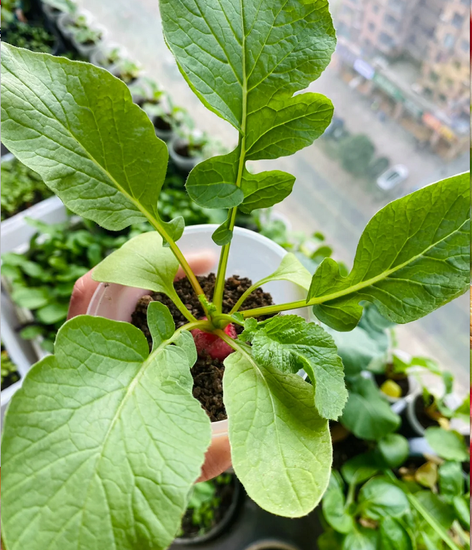 Cherry Fruit Radish Seeds