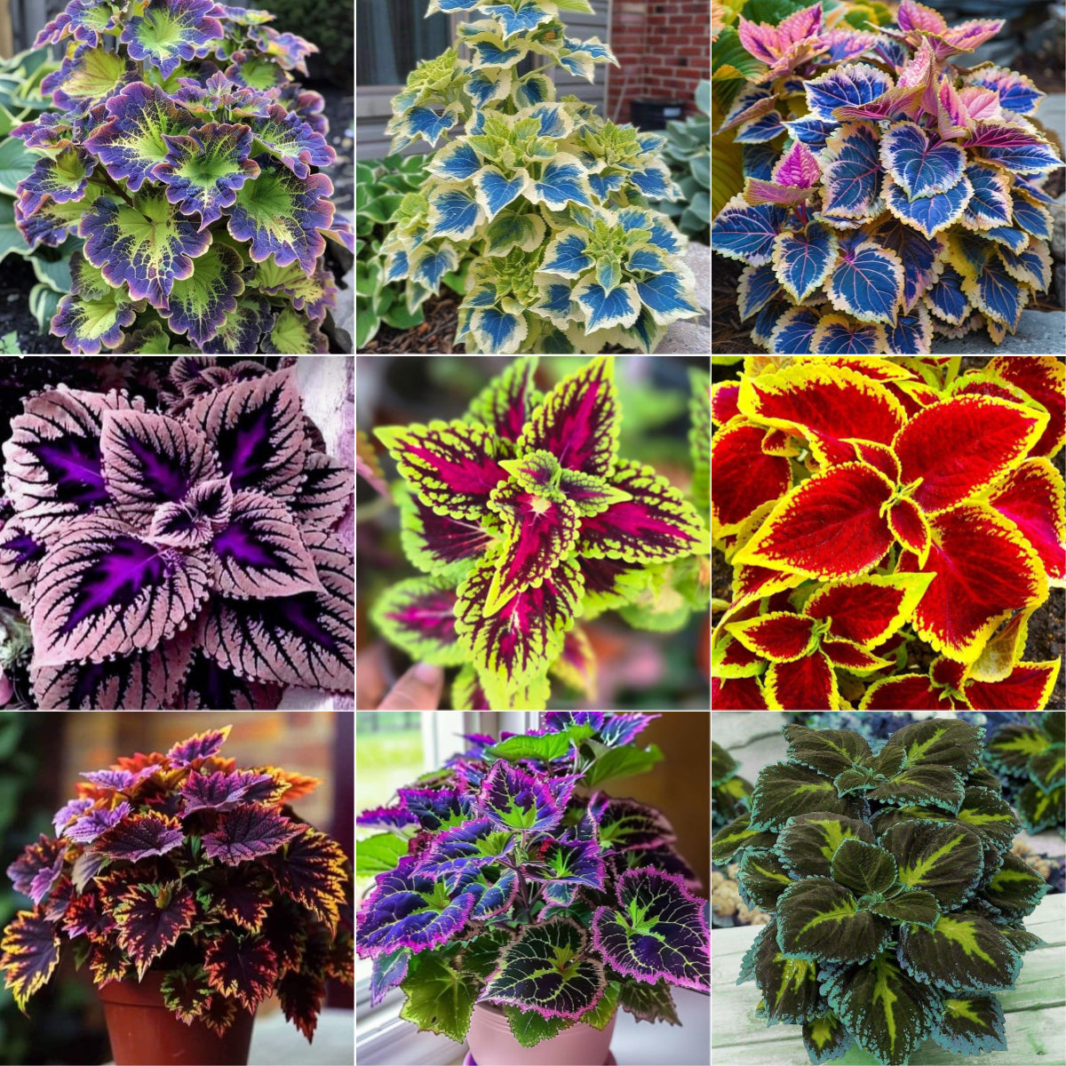 🌿Frost-Resistant Rare Color Coleus – Brighten Your Space with Unique Foliage 🌿