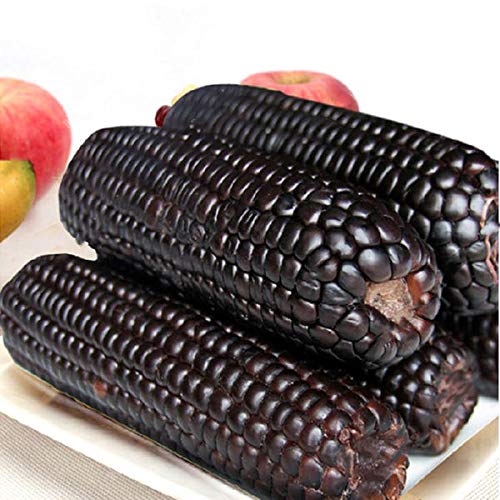 Black Corn Seeds-Organic Maiz Morado