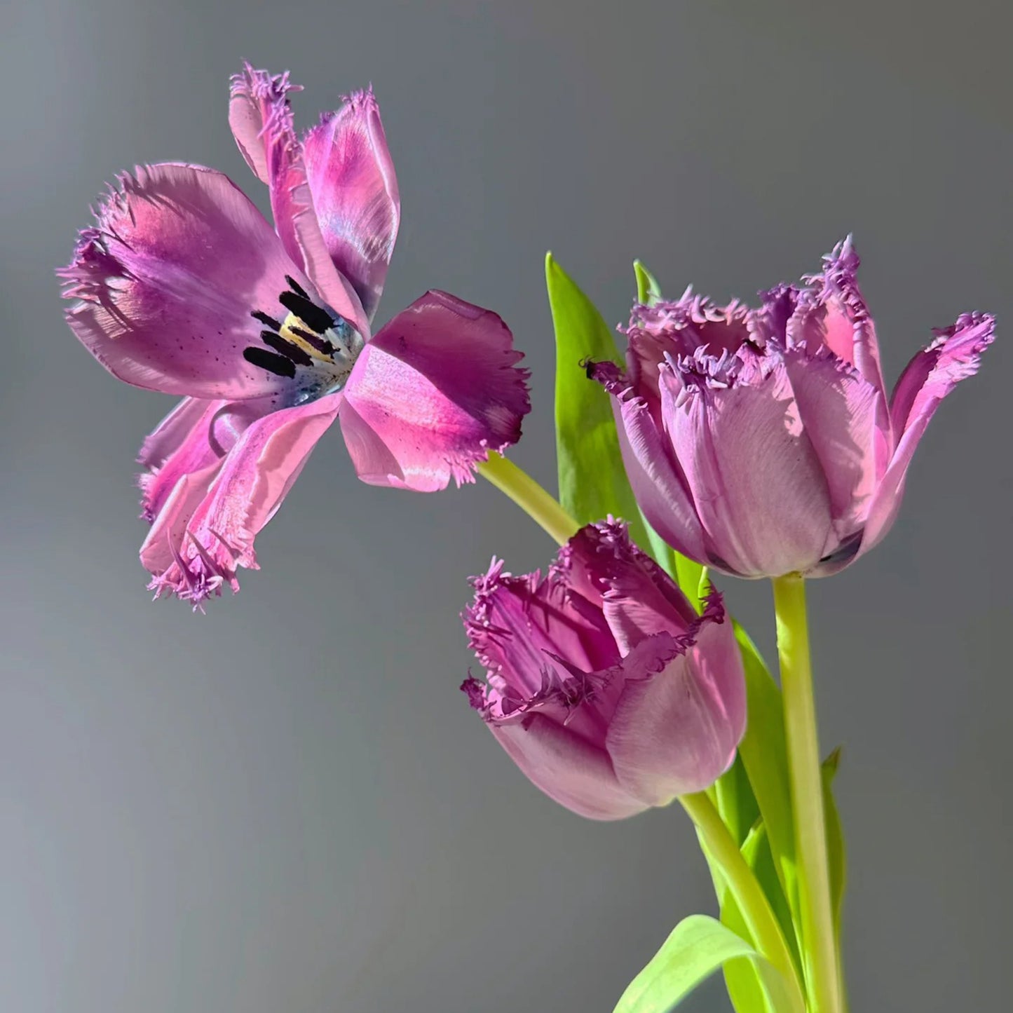 Frill Tulip seeds