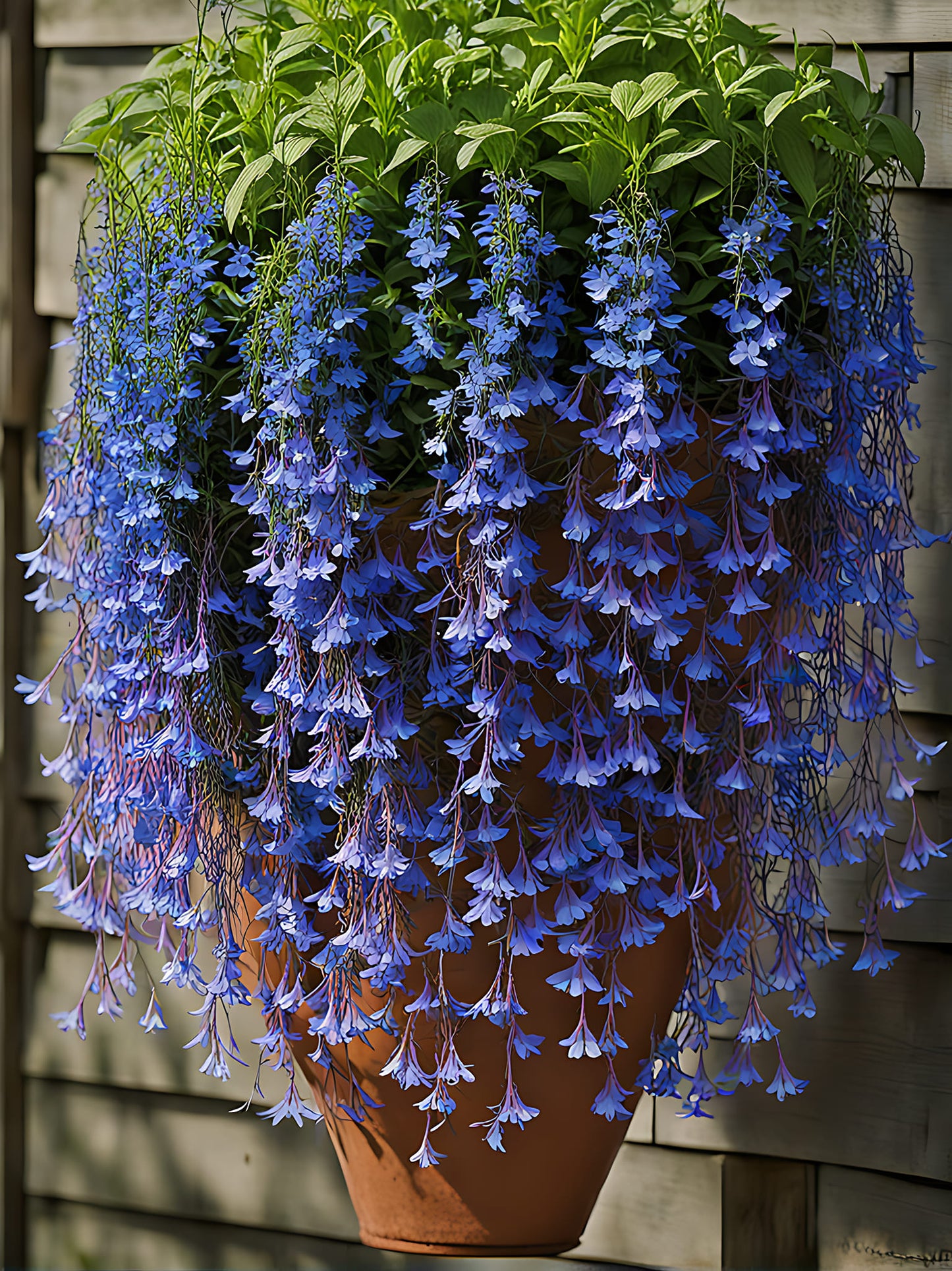 πΈ Hanging Lobelia