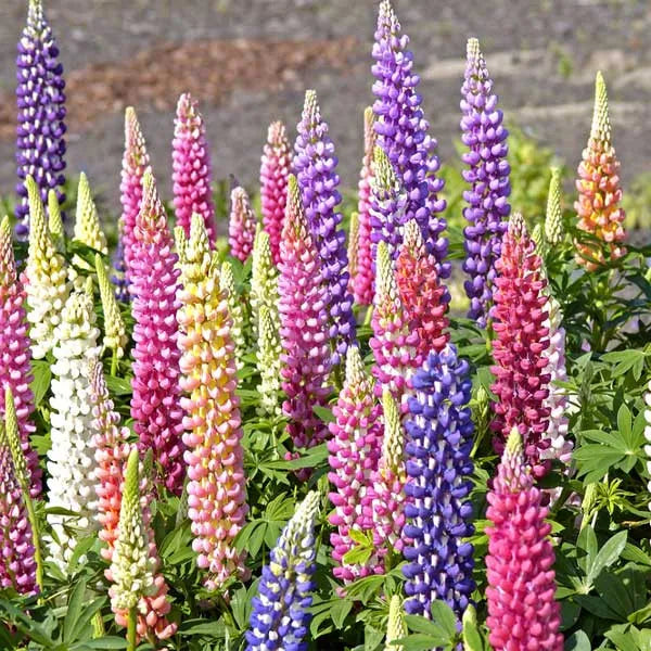 ✨🧑🌾New for Spring Garden💐Mix Delphinium, Foxglove, Lupine