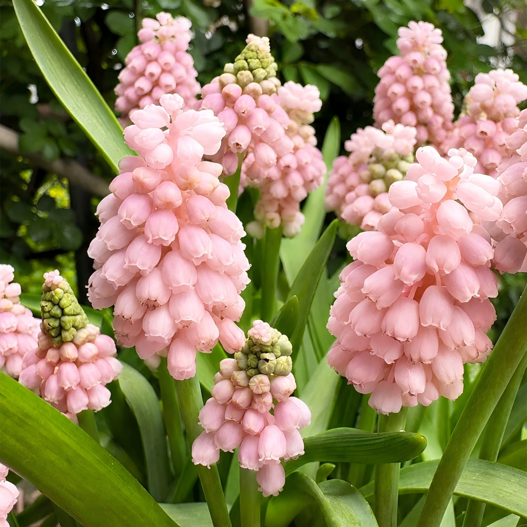 Grape Hyacinth Bulbs