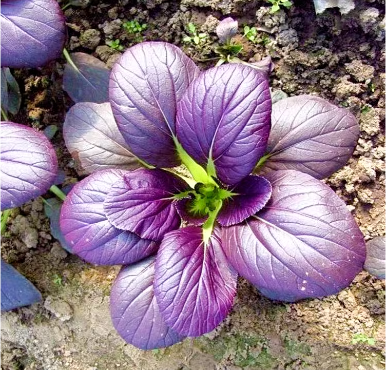 Purple Rapeseed Vegetable Seeds-Winter Marvel Bug Repellent